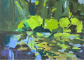 Water Lily